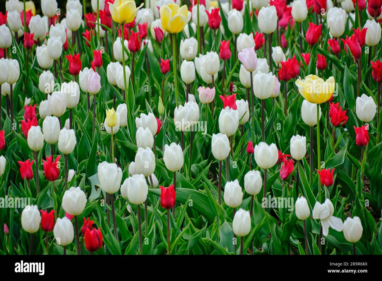 Sfondo floreale, tulipani rossi e bianchi Foto Stock