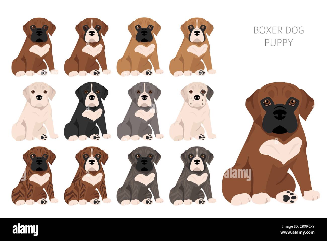 Clipart dei cuccioli di cane Boxer. Tutti i colori del rivestimento sono  impostati. Posizione diversa. Infografica sulle caratteristiche di tutte le  razze di cane. Illustrazione vettoriale Immagine e Vettoriale - Alamy