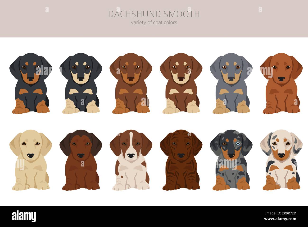 Clipart dei cuccioli dai capelli corti dachshund. Diverse pose, set di colori del rivestimento. Illustrazione vettoriale Illustrazione Vettoriale