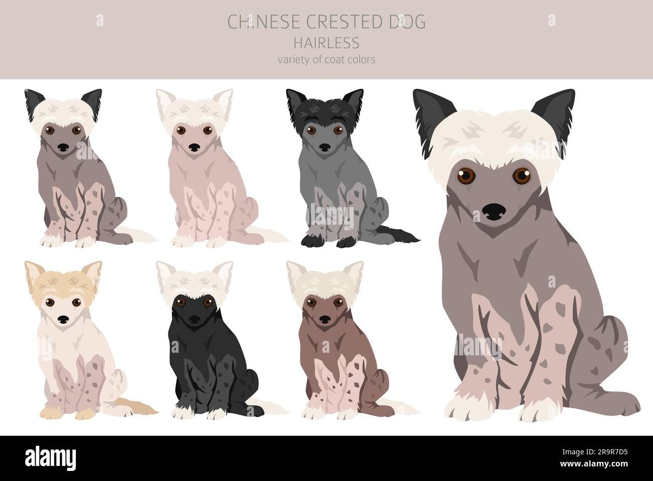 Cucciolo di cane cinese crested varieta' senza peli. Diverse pose, set di colori del rivestimento. Illustrazione vettoriale Illustrazione Vettoriale