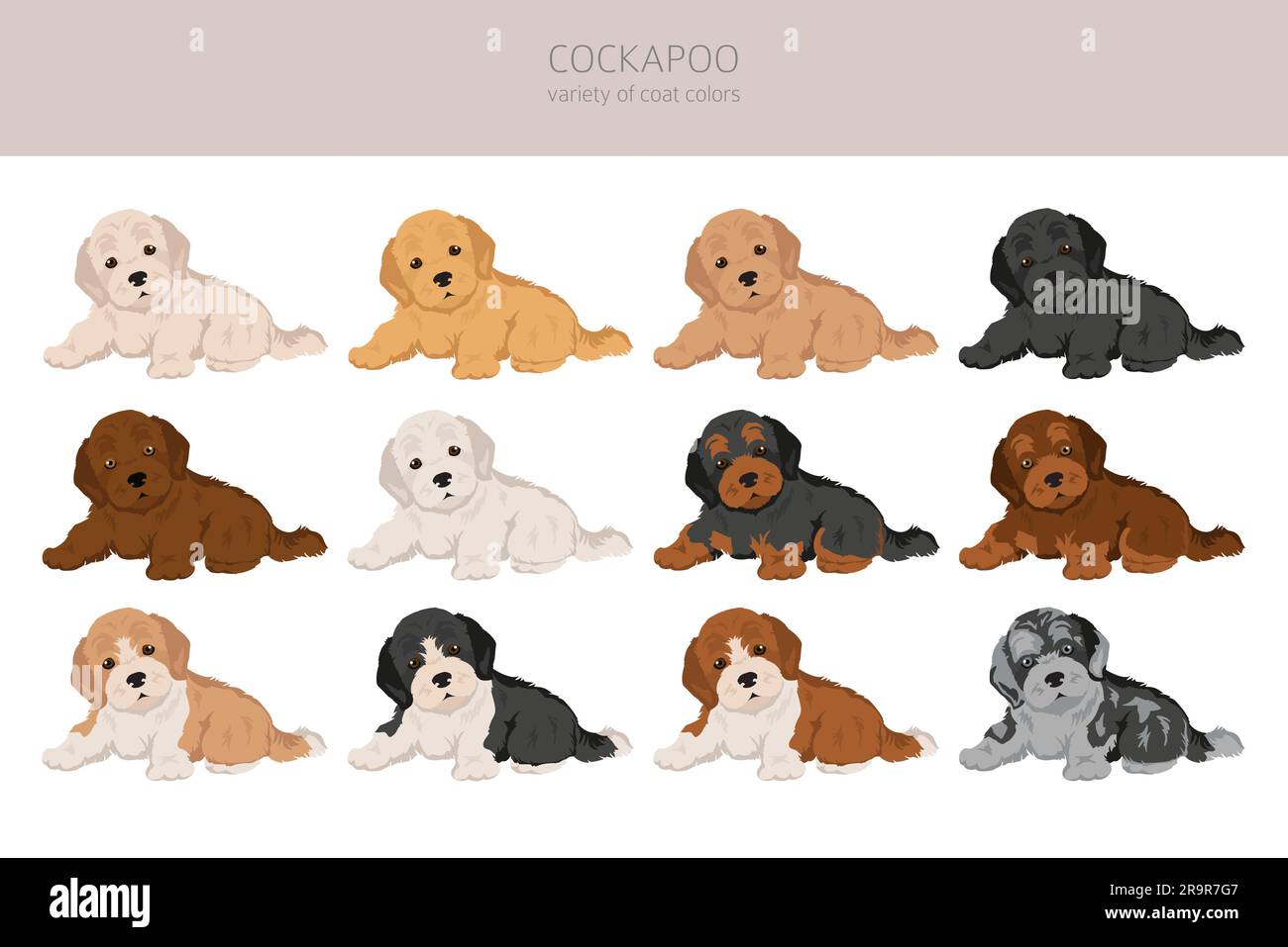 Cockapoo mix cuccioli di razza clipart. Diverse pose, set di colori del rivestimento. Illustrazione vettoriale Illustrazione Vettoriale