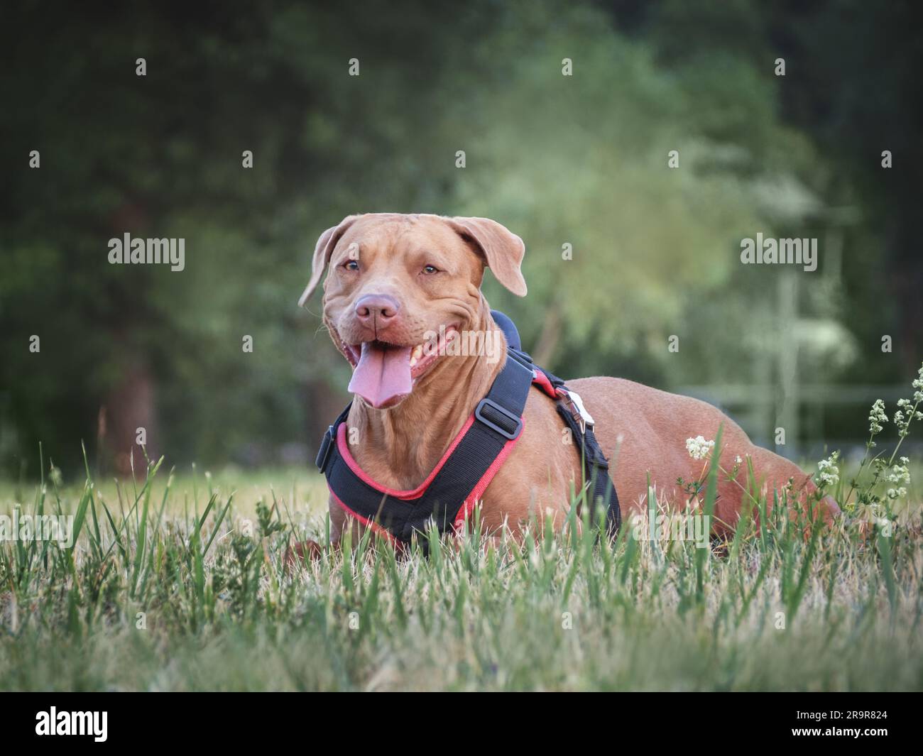 Simpatico cane che cammina in un prato in erba verde sullo sfondo degli alberi. Primo piano, all'aperto. Luce diurna. Concetto di cura, educazione, obbedienza traini Foto Stock