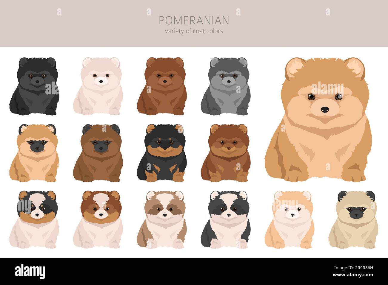 Cuccioli della Pomerania, clipart dei cuccioli dello spitz tedesco. Diverse pose, set di colori del rivestimento. Illustrazione vettoriale Illustrazione Vettoriale