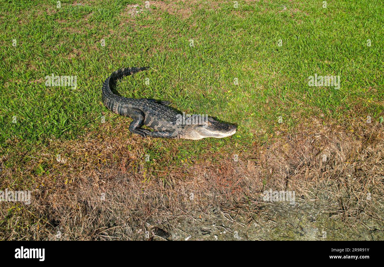 Vista di un Cocodrilo della Florida - allagartor nel retro dei sobborghi di Tampa Foto Stock