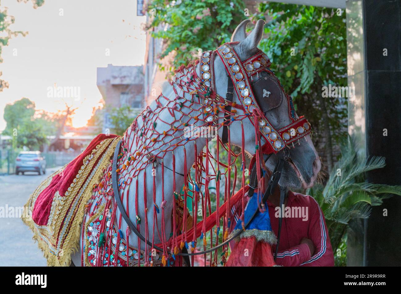 Ghodi decorato, o cavallo bianco, pronto a trasportare Groom al luogo del matrimonio. Tradizione indiana del matrimonio. I membri della famiglia adornano il Ghodi con embe Foto Stock