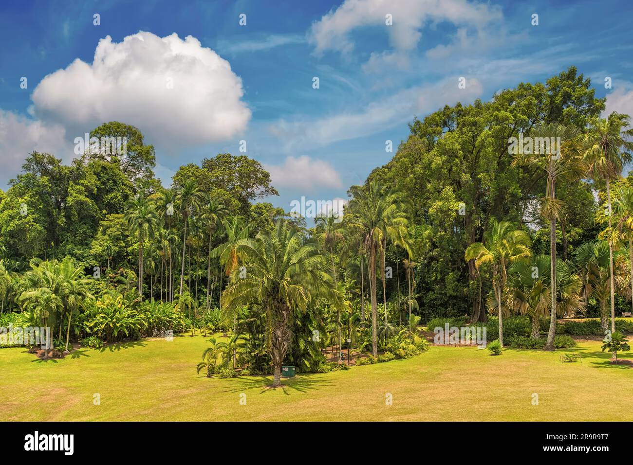 Foresta pluviale tropicale presso i Giardini Botanici di Singapore Foto Stock