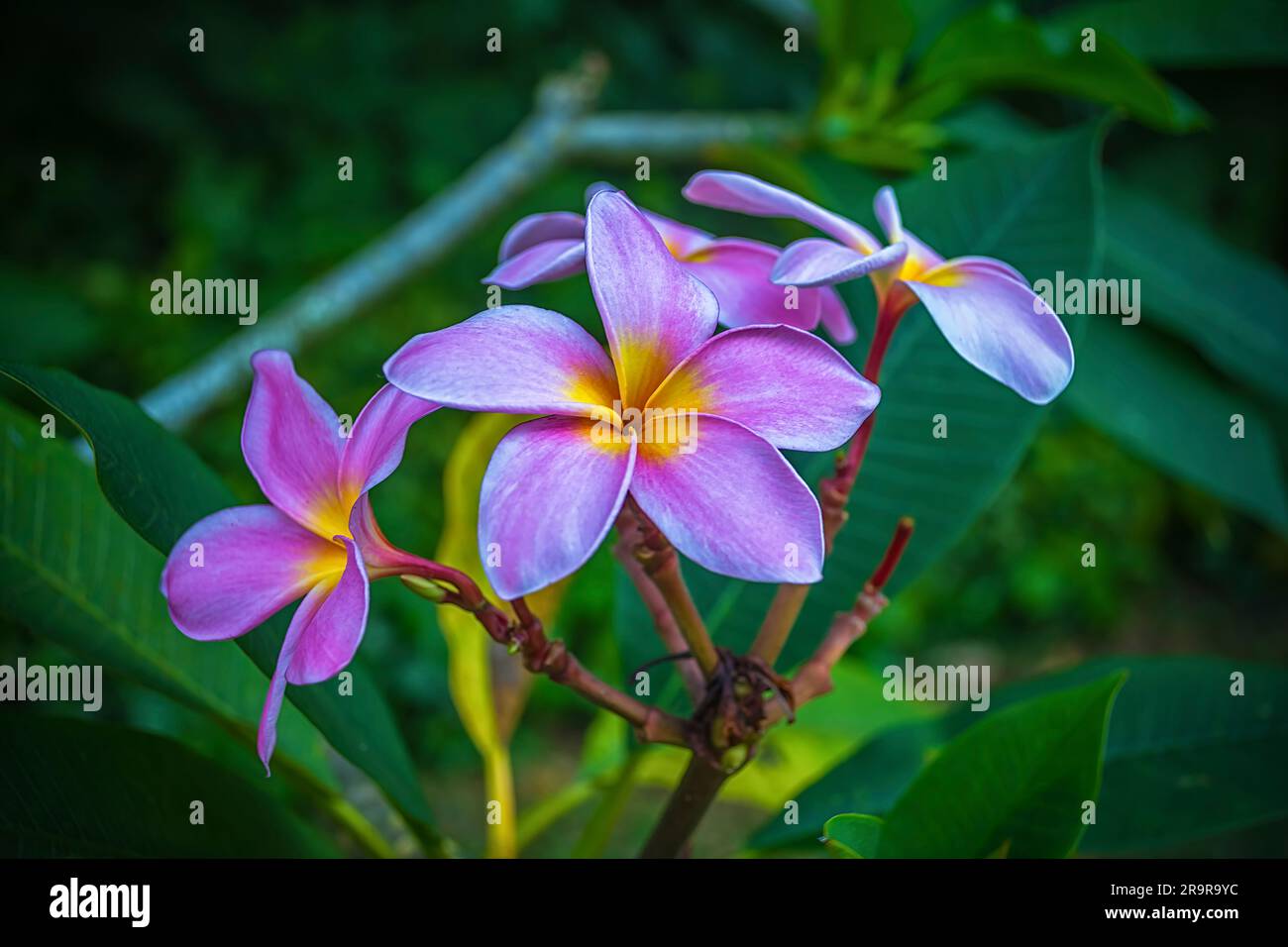 Fiori di Frangipani viola (Plumeria) presso i Giardini Botanici di Singapore Foto Stock