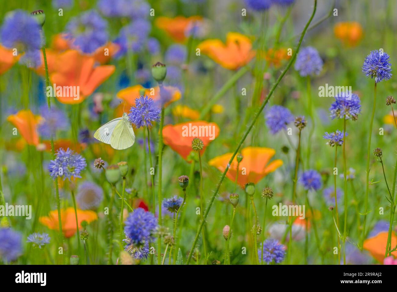 Farfalla bianca di cavolo nel giardino di fiori selvatici Foto Stock