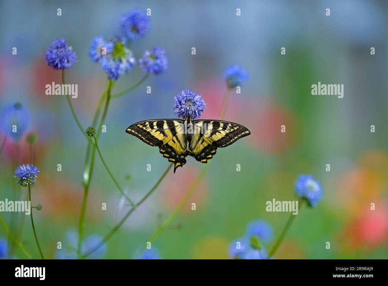 Farfalla Western Tiger Swallowtail. Papilio rutulus Foto Stock
