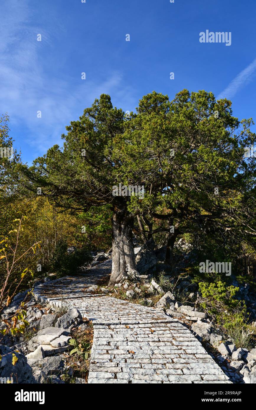 Strada in pietra nel monte Tymfi con colori autunnali vicino al tsepelovo a Zagori, Epiro, Grecia. Foto Stock