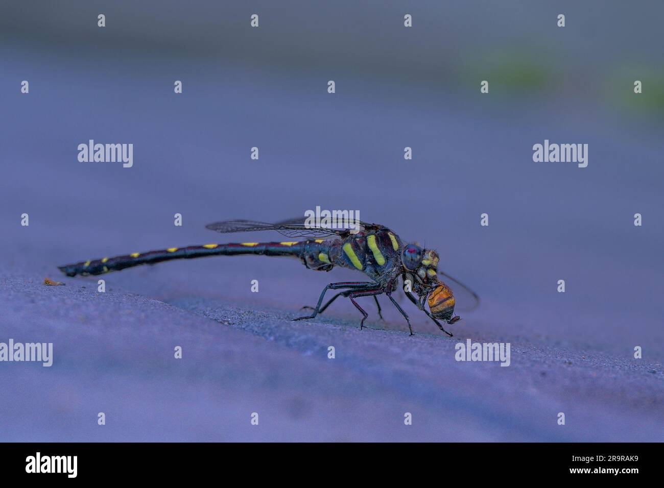 Dragonfly che mangia pupa Foto Stock
