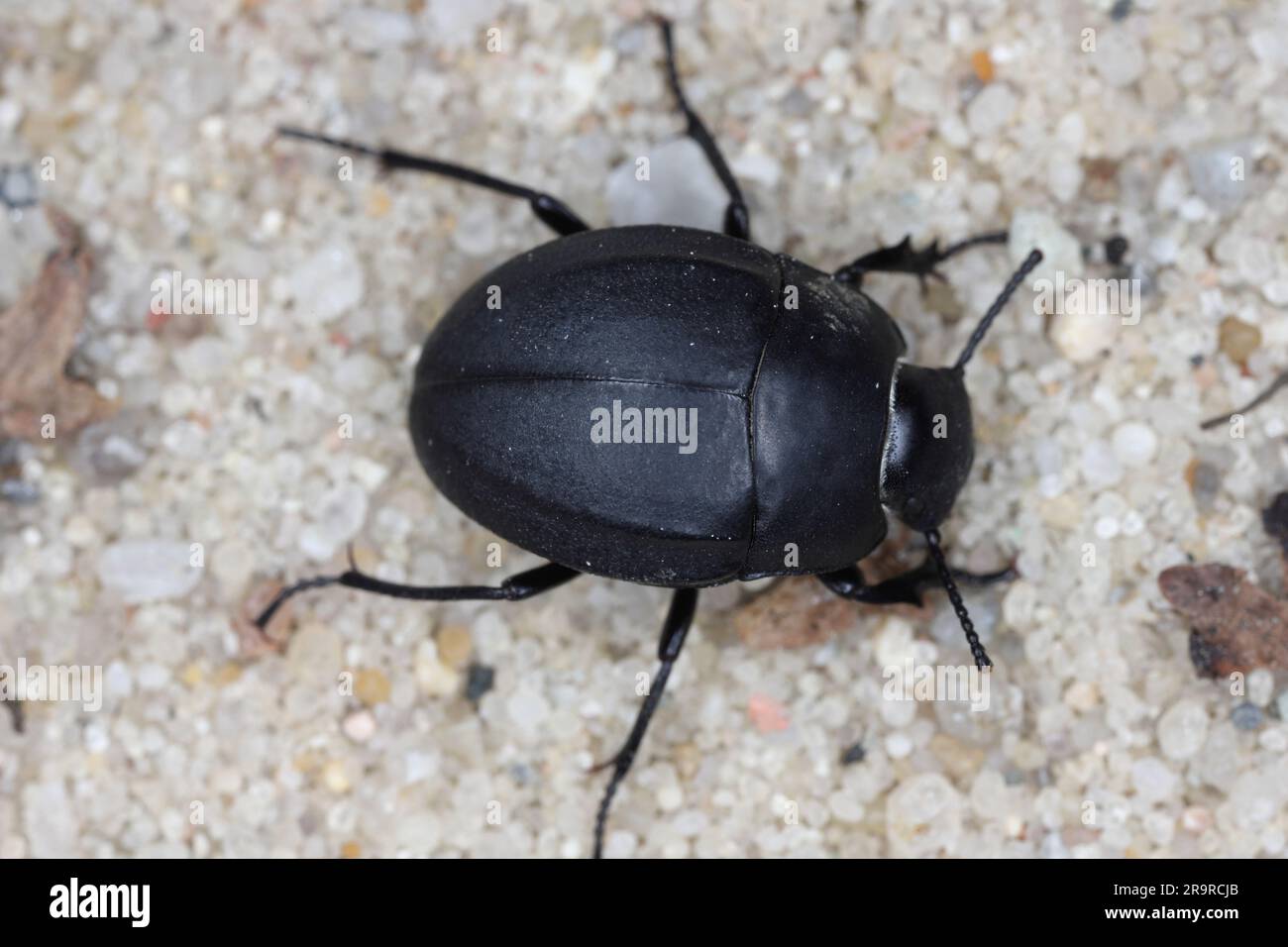 Erodius carinatus. Specie di scarabeo scuro (famiglia Tenebrionidae) che corre al sole sulla sabbia delle spiagge dell'Albania. Foto Stock