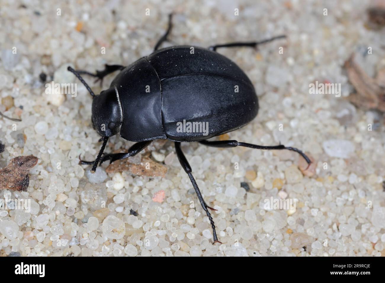 Erodius carinatus. Specie di scarabeo scuro (famiglia Tenebrionidae) che corre al sole sulla sabbia delle spiagge dell'Albania. Foto Stock