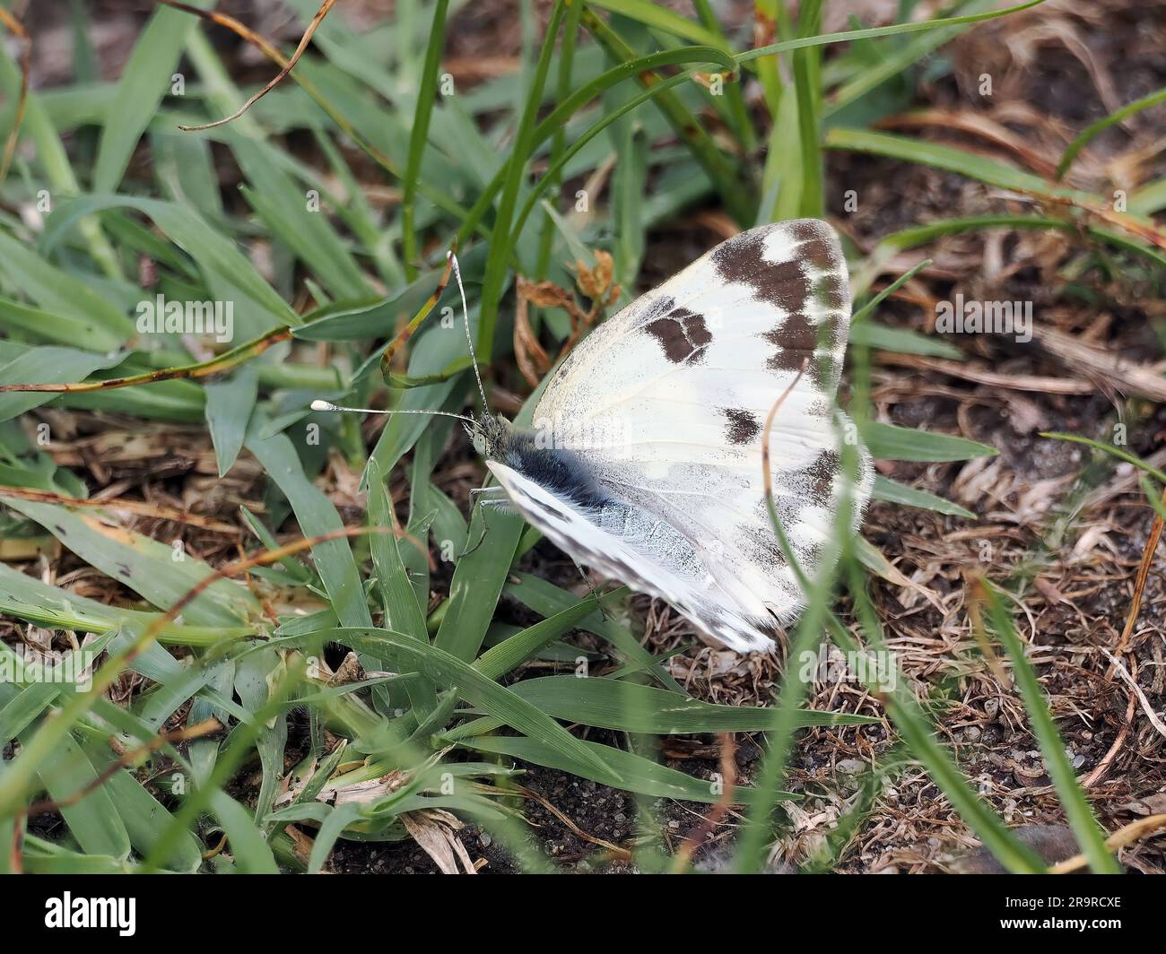 Bath white, Westlicher Resedaweißling, Piéride du réséda, Pontia daplidice edusa, Ungheria, Magyarország, Europa Foto Stock