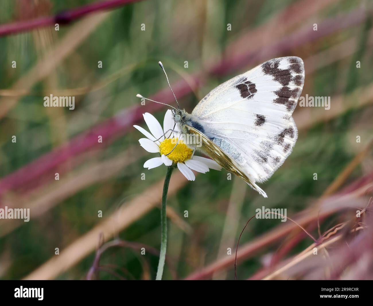 Bath white, Westlicher Resedaweißling, Piéride du réséda, Pontia daplidice edusa, Ungheria, Magyarország, Europa Foto Stock