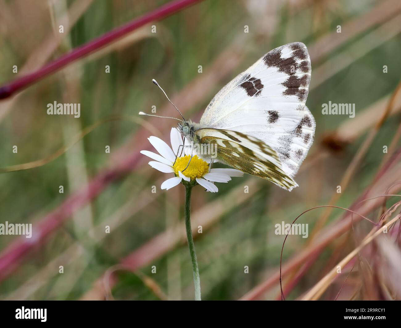 Bath white, Westlicher Resedaweißling, Piéride du réséda, Pontia daplidice edusa, Ungheria, Magyarország, Europa Foto Stock