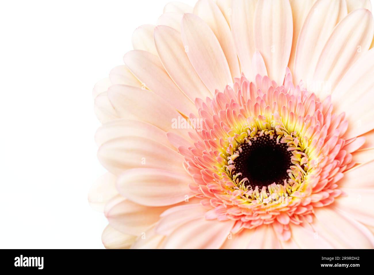 Fiore a margherita Gerber rosa pastello su sfondo bianco con spazio copia Foto Stock