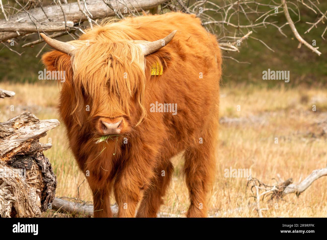 Un primo piano cattura una mucca scozzese marrone che masticava la sua erba secca mentre entra in contatto visivo con la fotocamera al Mookerheide Nature res Foto Stock