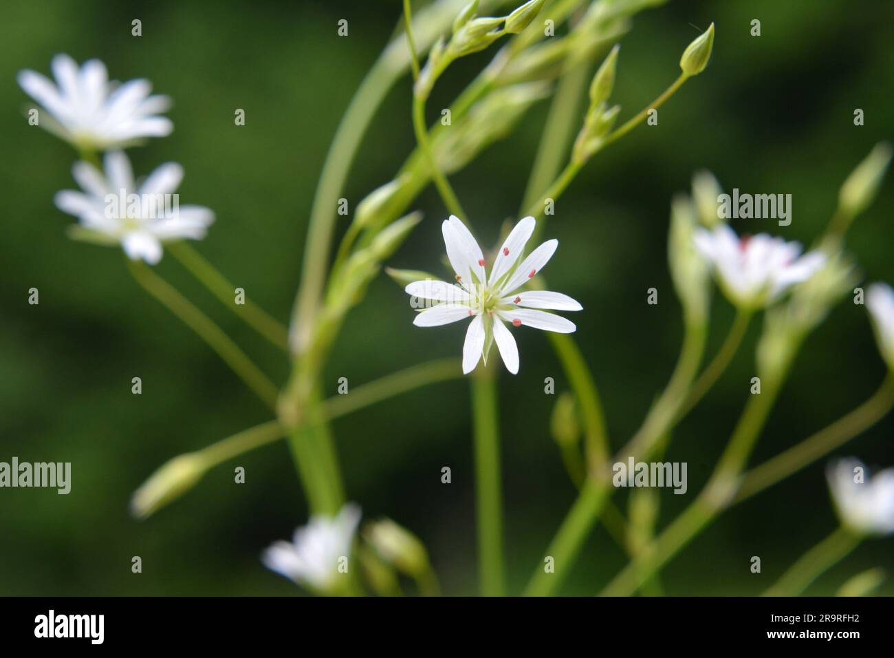Stellaria graminea fiorisce in natura in estate Foto Stock