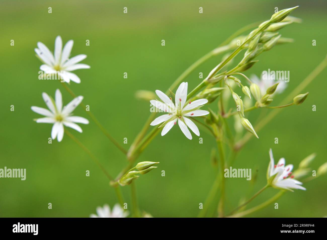 Stellaria graminea fiorisce in natura in estate Foto Stock