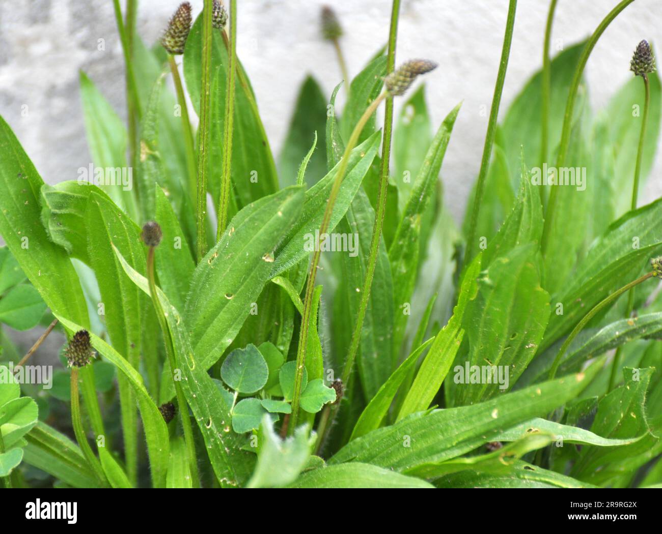 In natura cresce plantain lanceolata, plantago lanceolata Foto Stock