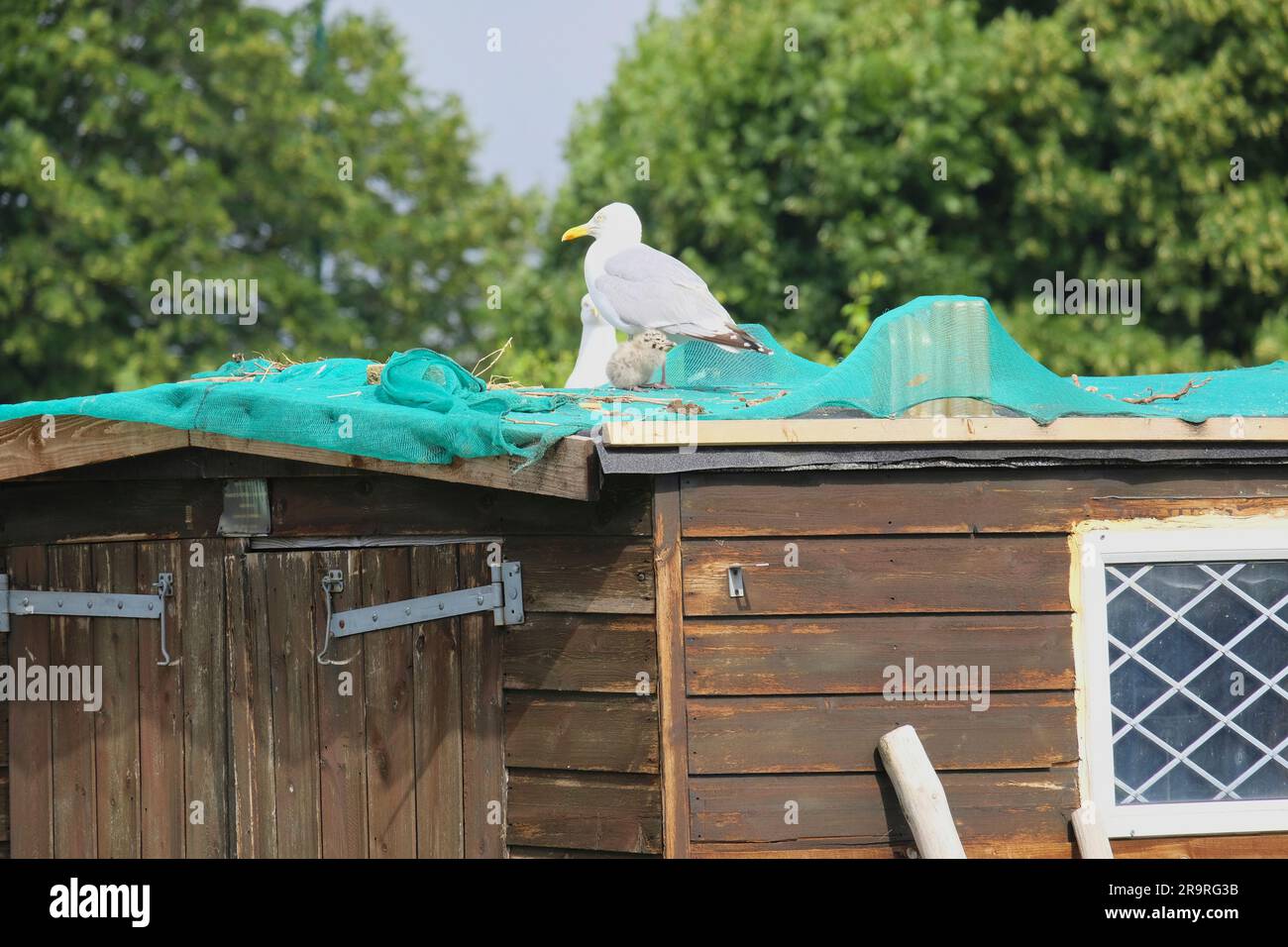 Gabbiano europeo appena nato seduto nel nido con un genitore in cima a un capanno in un'assegnazione Foto Stock