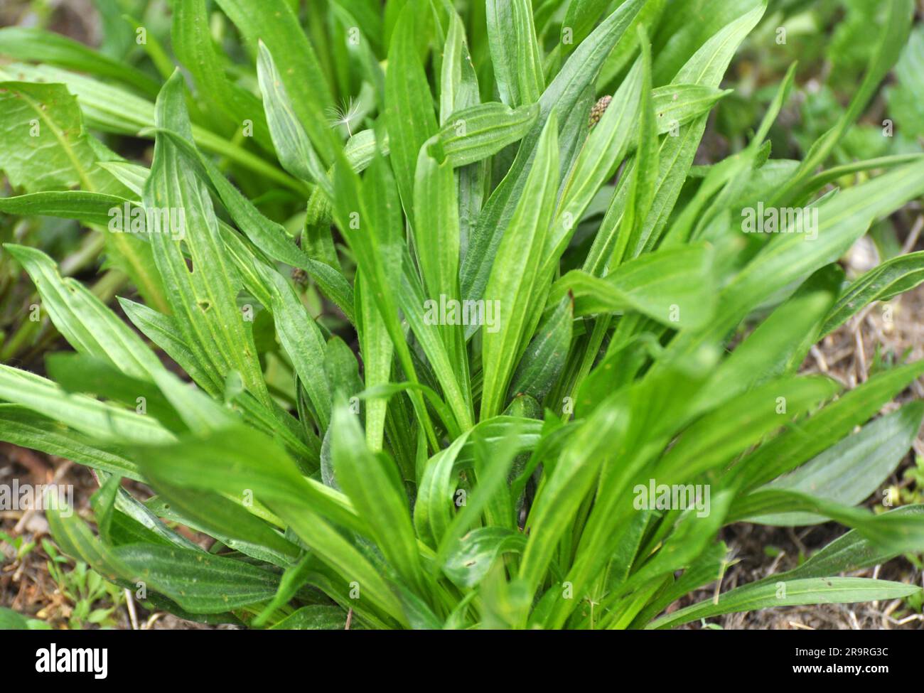 In natura cresce plantain lanceolata, plantago lanceolata Foto Stock