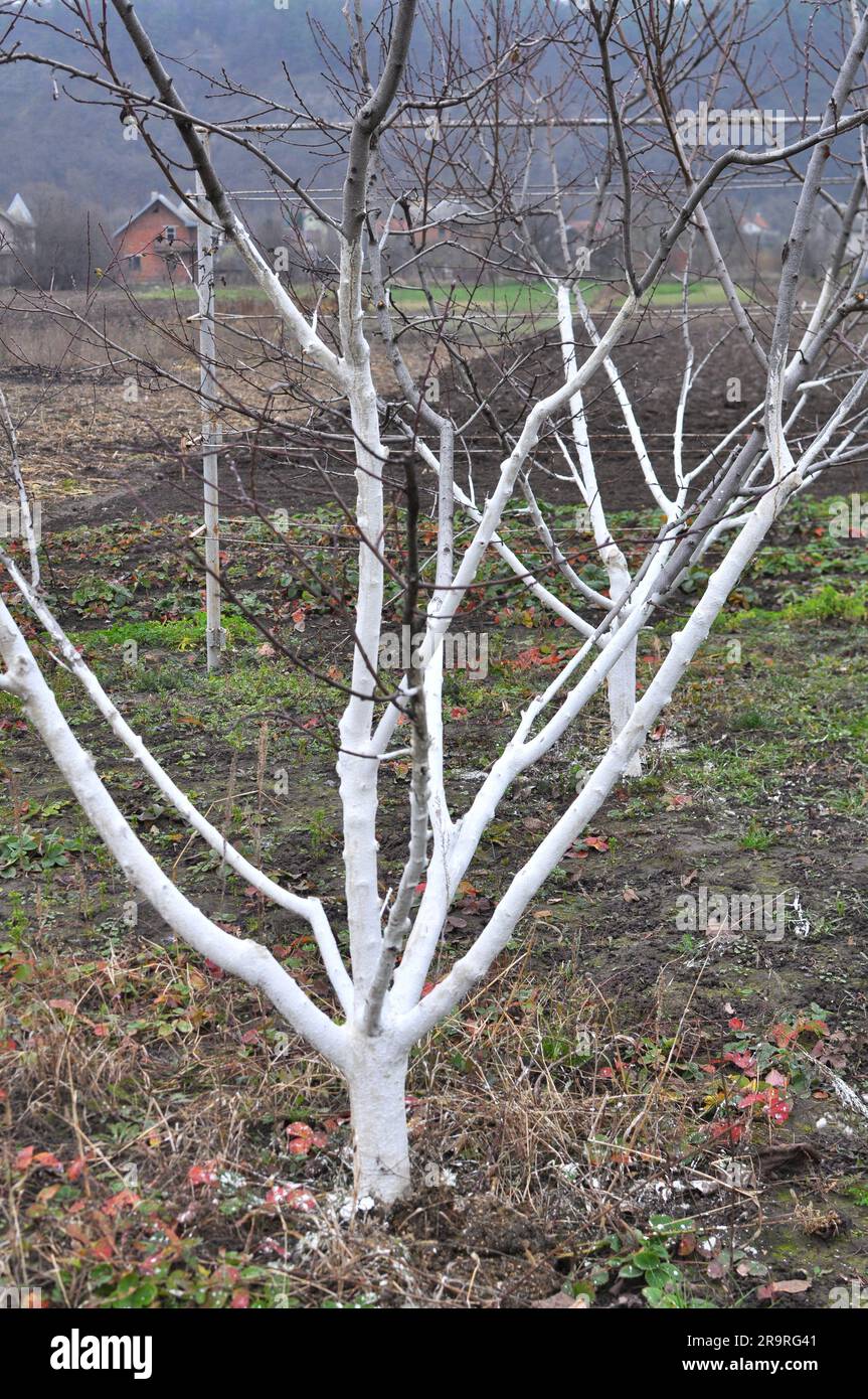 Imbiancamento di alberi da frutto nel frutteto per la protezione da parassiti e scottature solari. Foto Stock