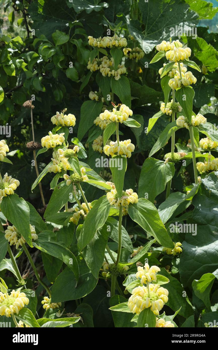 Fiori gialli Phlomis Russeliana in fiore a giugno Foto Stock