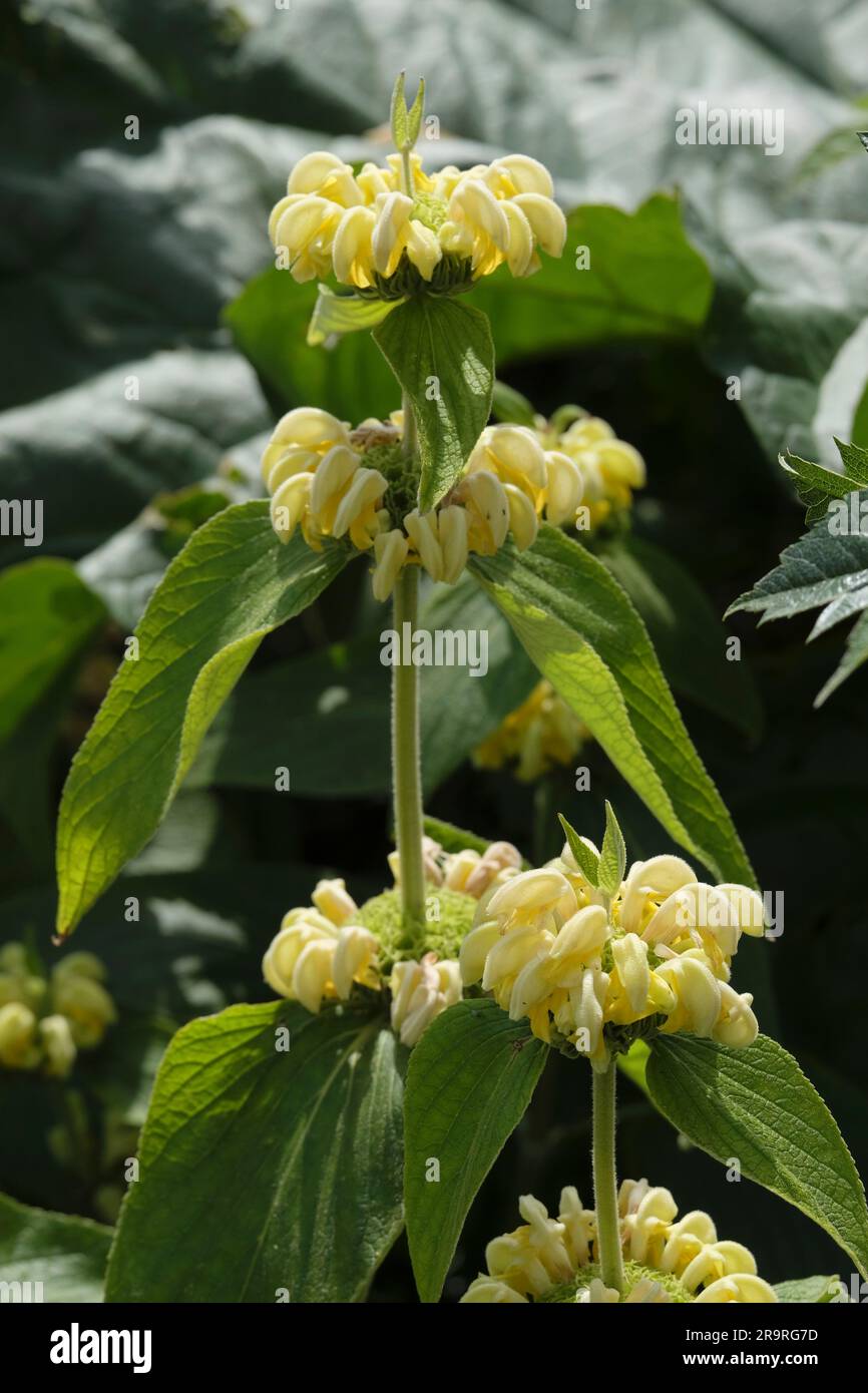 Fiori gialli Phlomis Russeliana in fiore a giugno Foto Stock