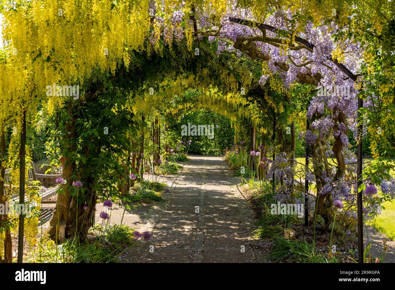 Laburnum Anagyroides giallo fiori su un arco Foto Stock