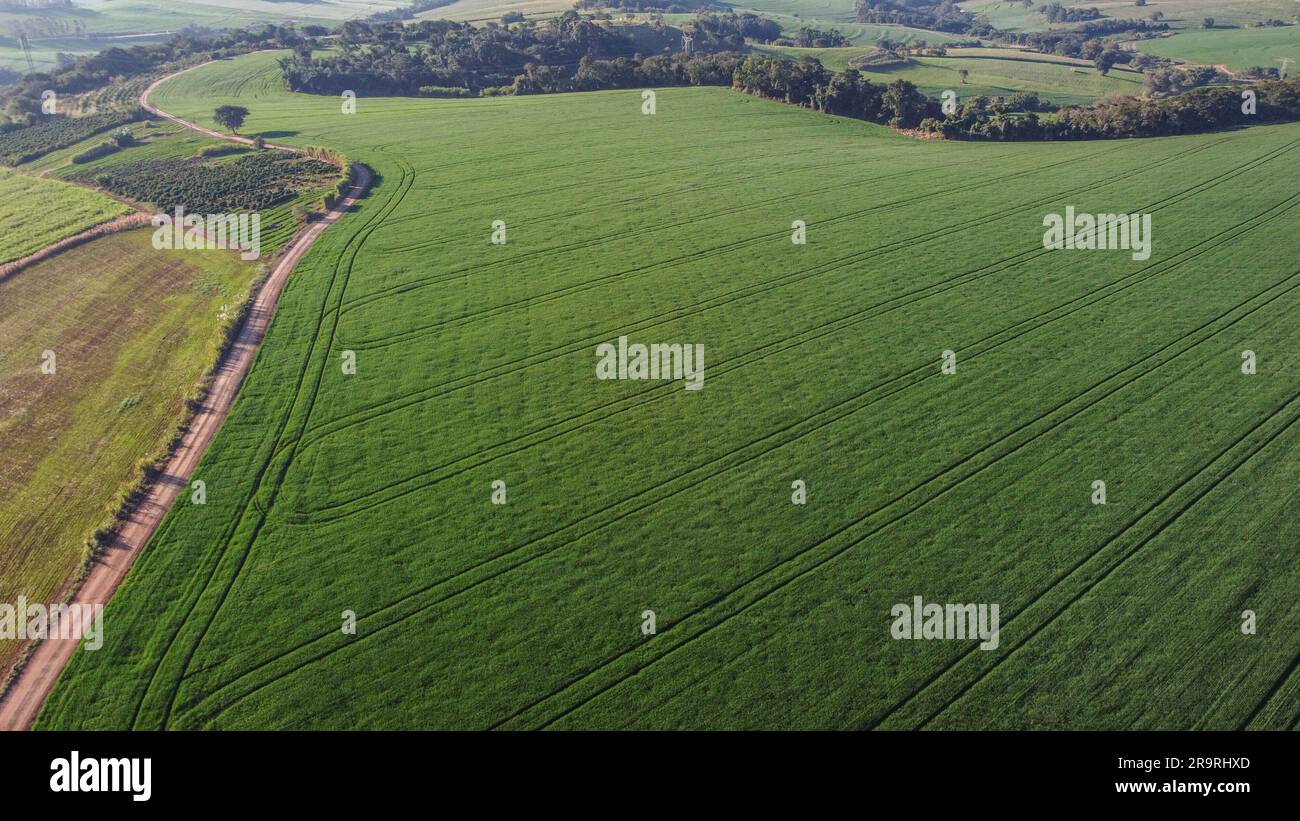 IVAIPORÃ, PR - 25.06.2023: AGRO TEM PREJUÍZOS DE 287 BI COM clima - Un'indagine della Confederazione Nazionale dei comuni (CNM) ha sottolineato che la siccità è stato il fenomeno climatico che ha generato più perdite nelle campagne, tra i settori, l'agricoltura è stata la più colpita, con il 65% dei danni totali. Agricoltori e allevatori hanno perso 85 miliardi di BRL della loro produzione nel 2022, un aumento del 90% rispetto al 2021. Nella foto, piantagioni di grano e mais nelle proprietà rurali di Ivaiporã, nella regione centrale di Paraná. (Foto: Dirceu Portugal/Fotoarena) Foto Stock
