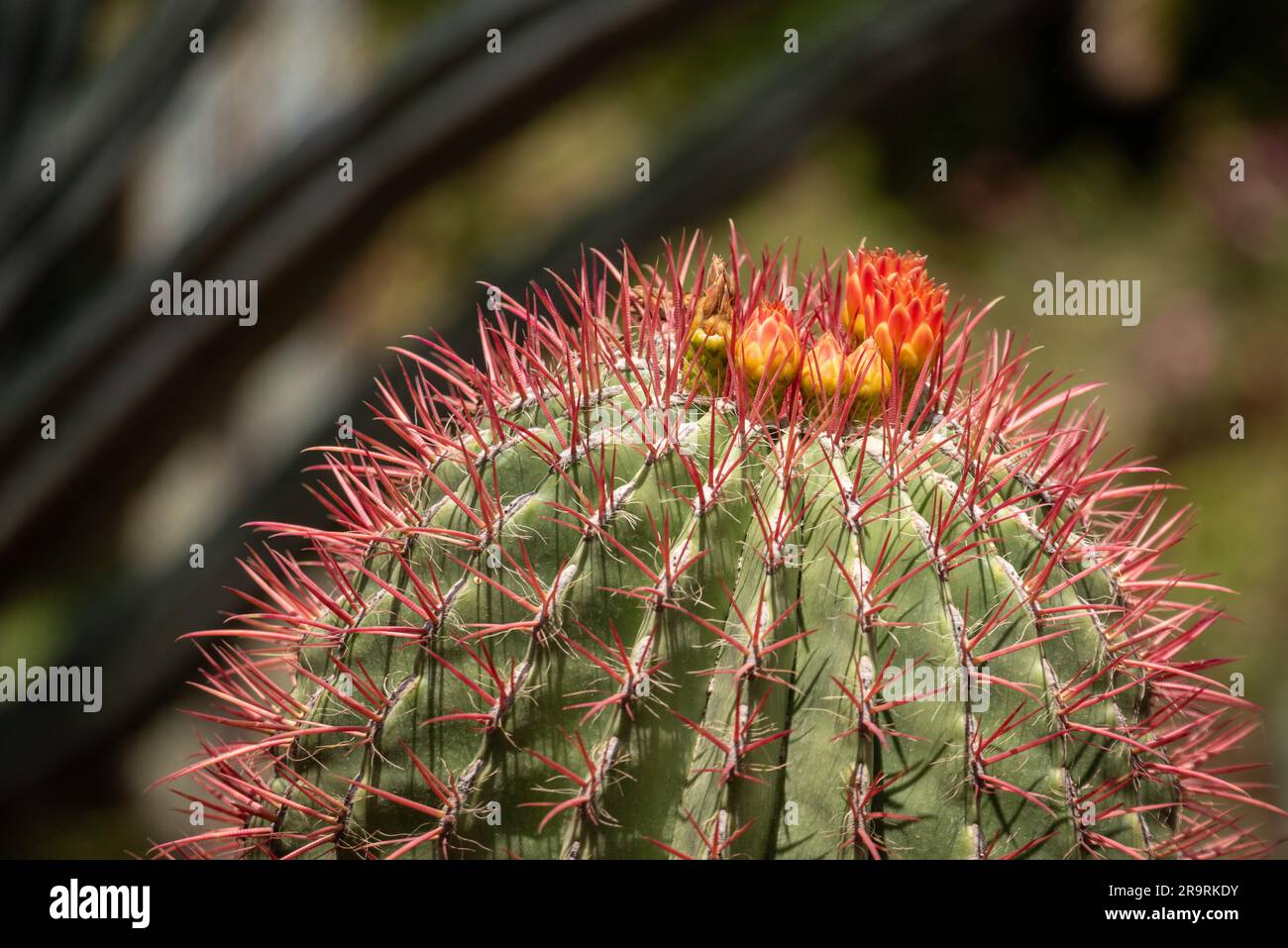 Beautfiul primo piano di un Cactus Lime messicano in un parco a Marrakech, in Marocco Foto Stock