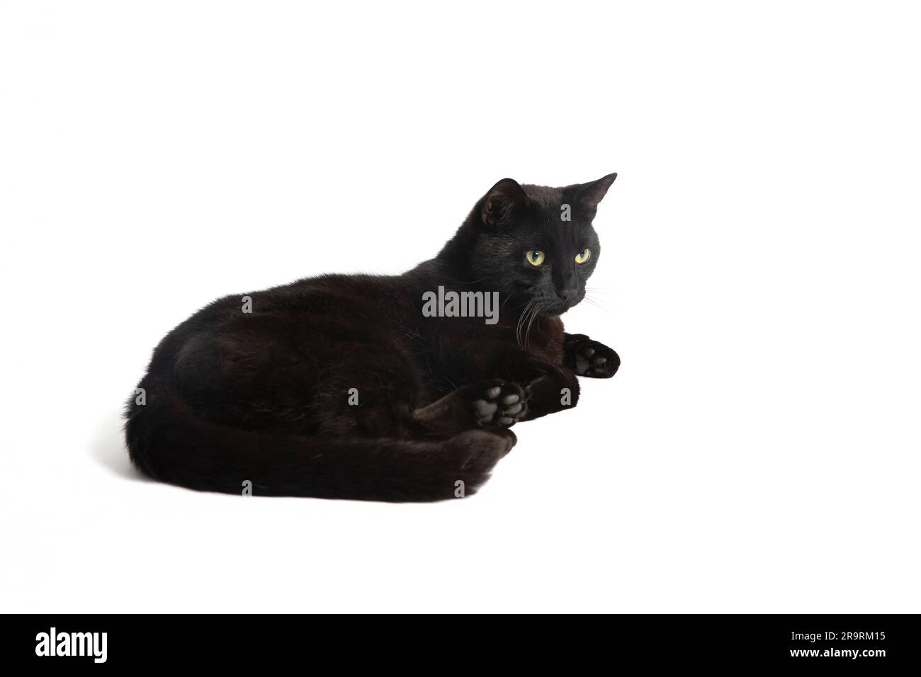 Gatto domestico nero adulto a capelli corti sdraiato. Fotografia ad alto profilo. Sfondo bianco. Foto Stock