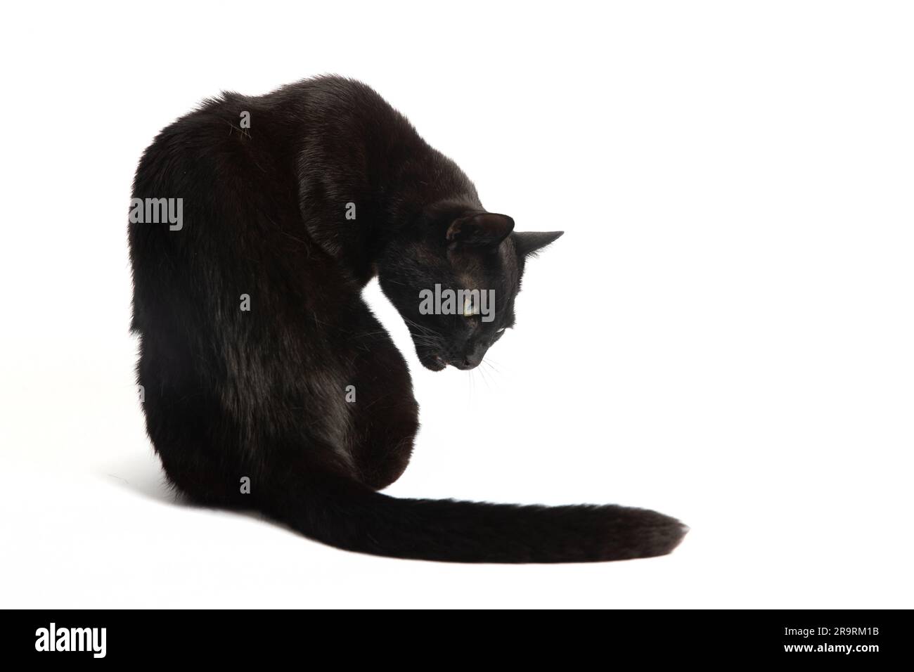 Gatto domestico domestico nero adulto seduto a terra. Fotografia ad alto profilo. Sfondo bianco. Foto Stock
