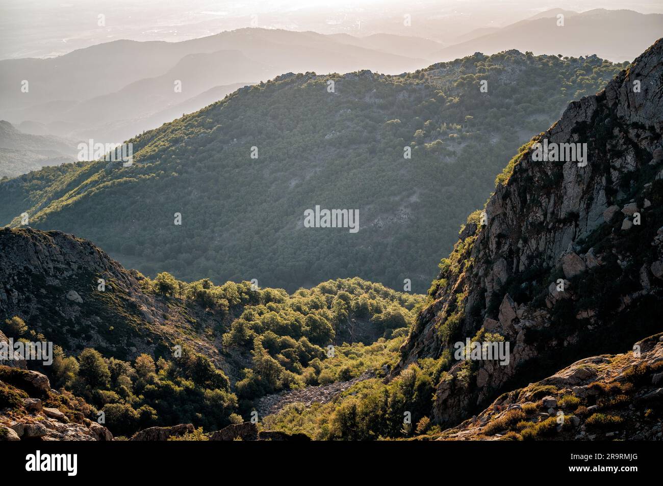 Foresta e montagna tra Prati e Usciolu, GR20, Corsica, Francia Foto Stock