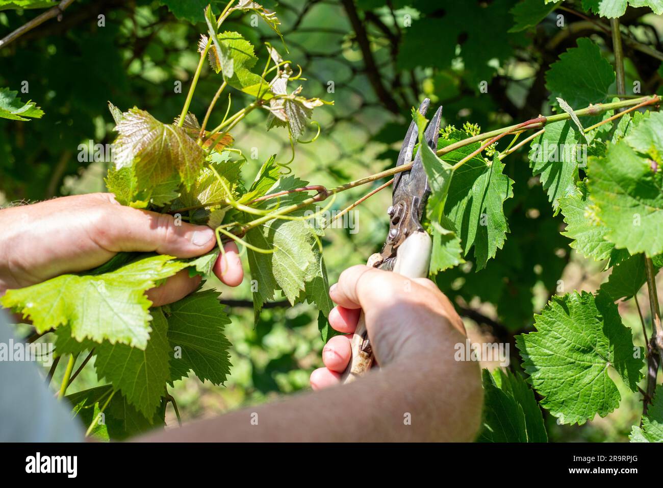 Il giardiniere taglia l'uva con una potatrice. Potatura sanitaria della vite. Foto Stock