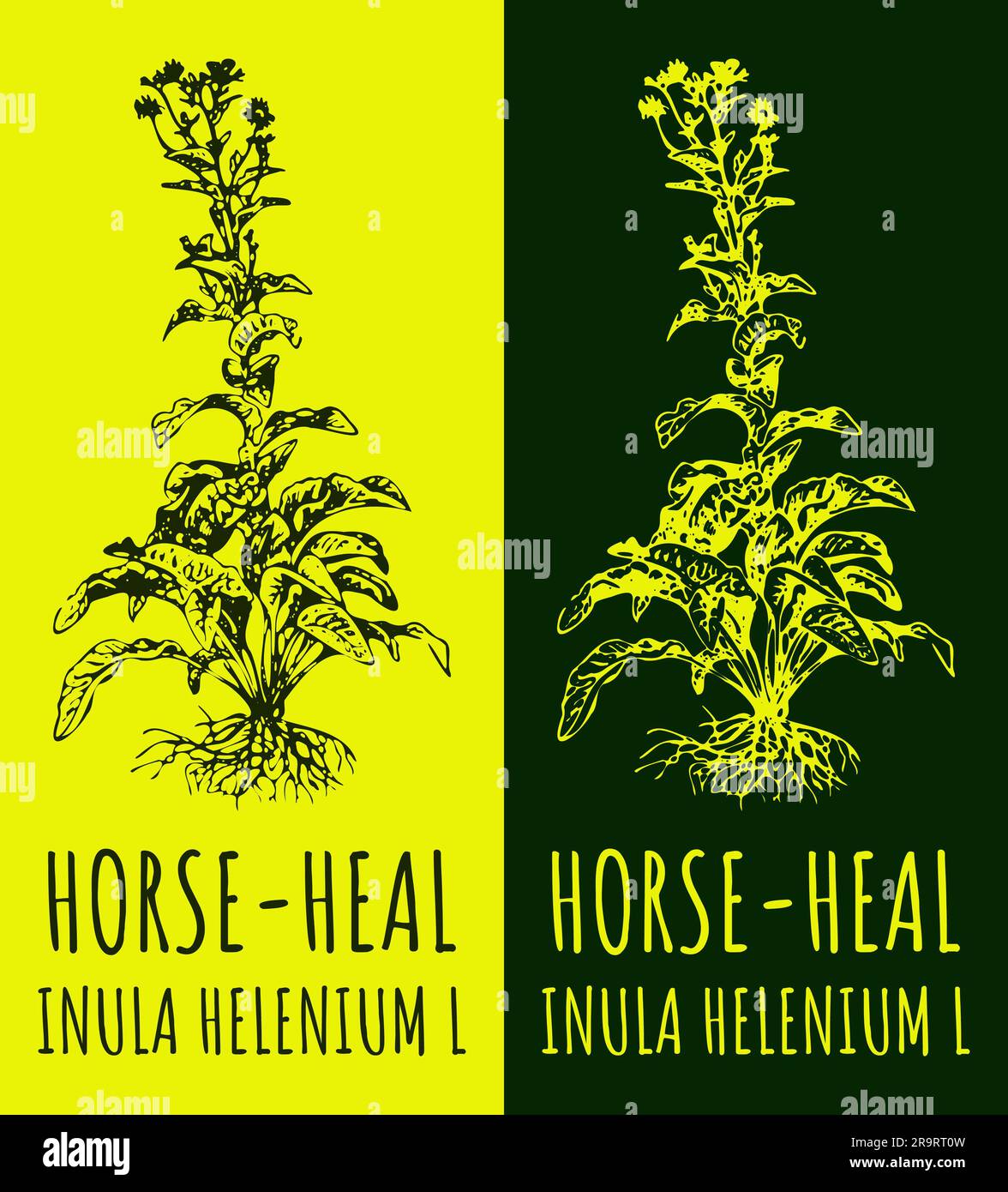 RIQUADRO dei disegni. Illustrazione disegnata a mano. Nome latino Inula helenium L. Foto Stock