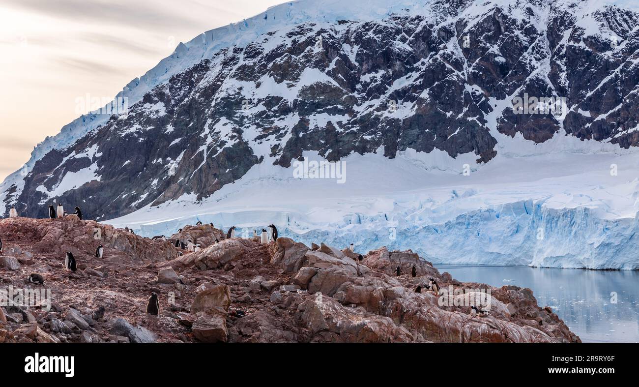 Pinguini di Gentoo tra le rocce con laguna e enorme ghiacciaio sullo sfondo nella baia di Neco, penisola antartica, Antartide Foto Stock