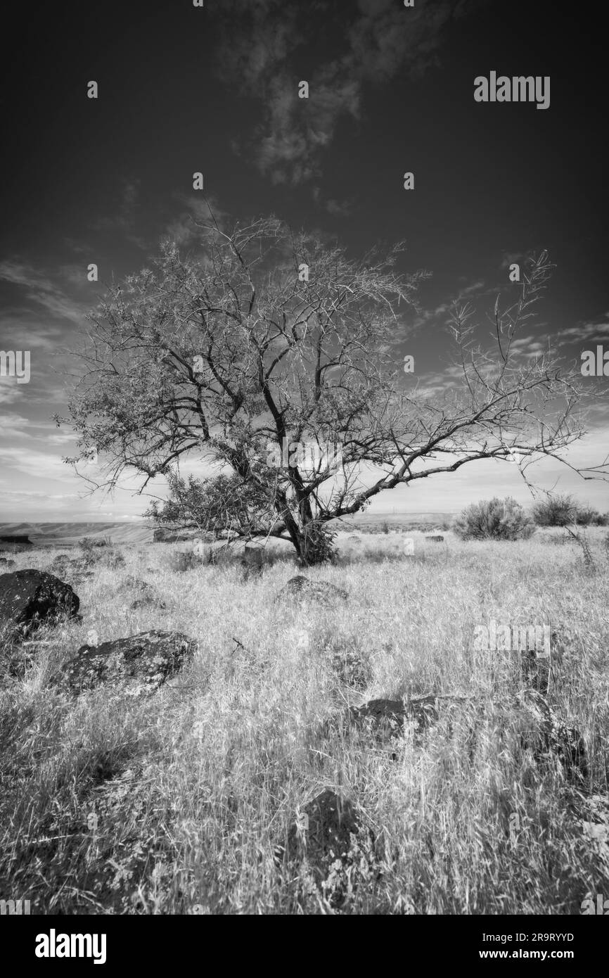 Una foto in bianco e nero di un piccolo albero in piedi sotto un cielo limpido e luminoso in un campo di erba secca stratificata di rocce vicino a Hagerman, Idaho. Foto Stock
