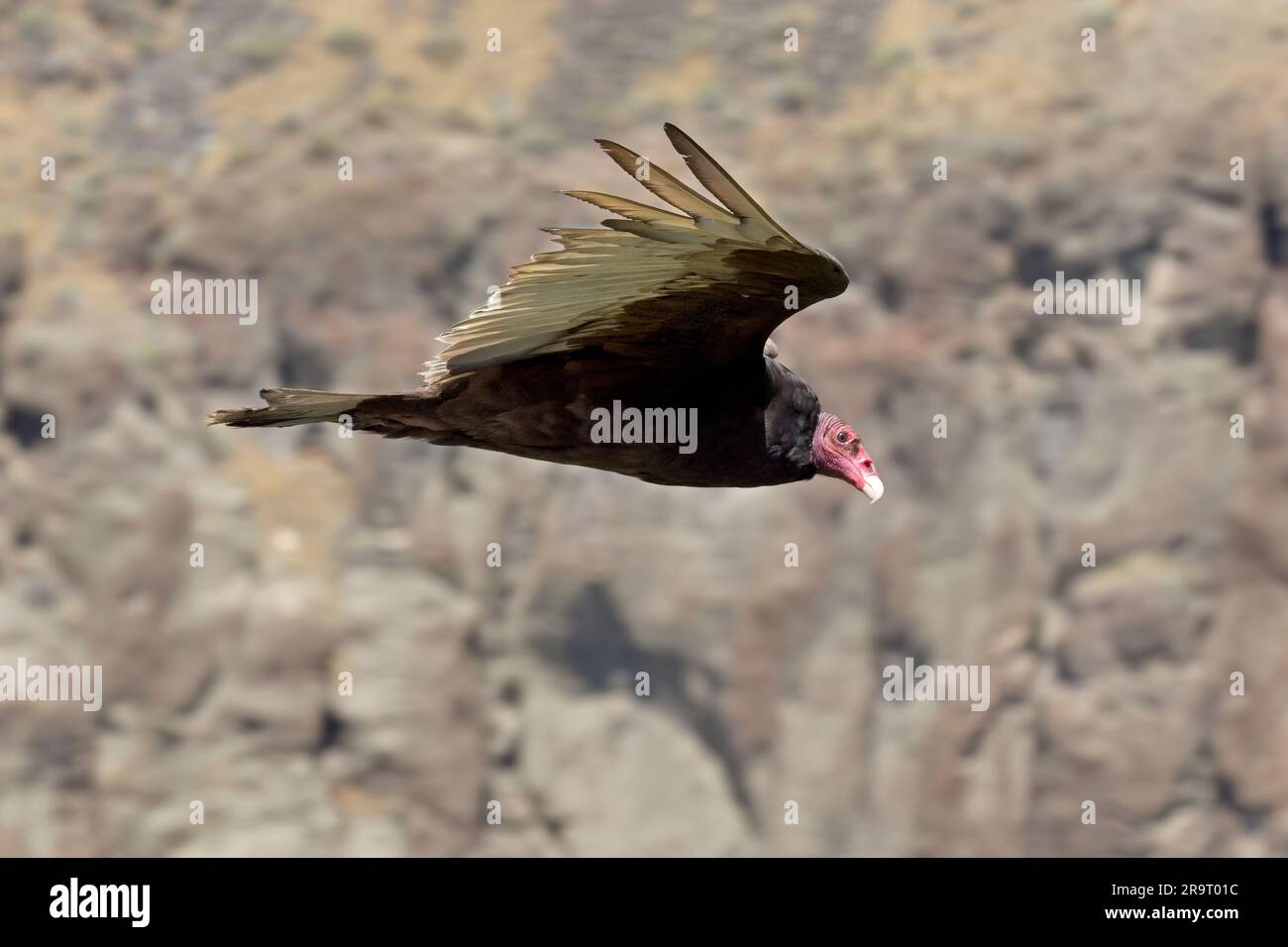 Un grande avvoltoio di tacchino si alza in basso vicino al bordo del canyon a Twin Falls, Idaho. Foto Stock