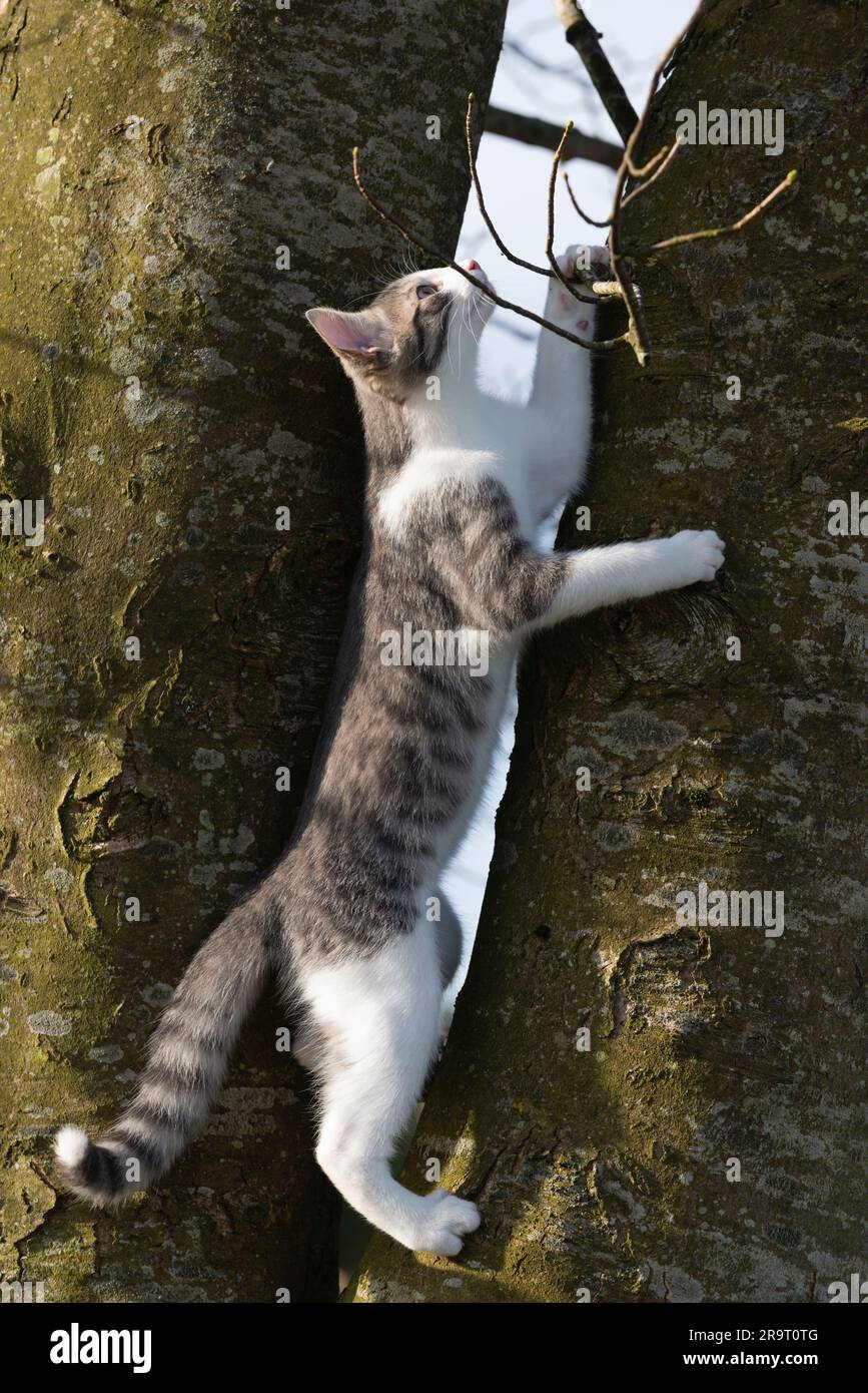Un gattino grigio e bianco che arrampica un albero in primavera Foto Stock