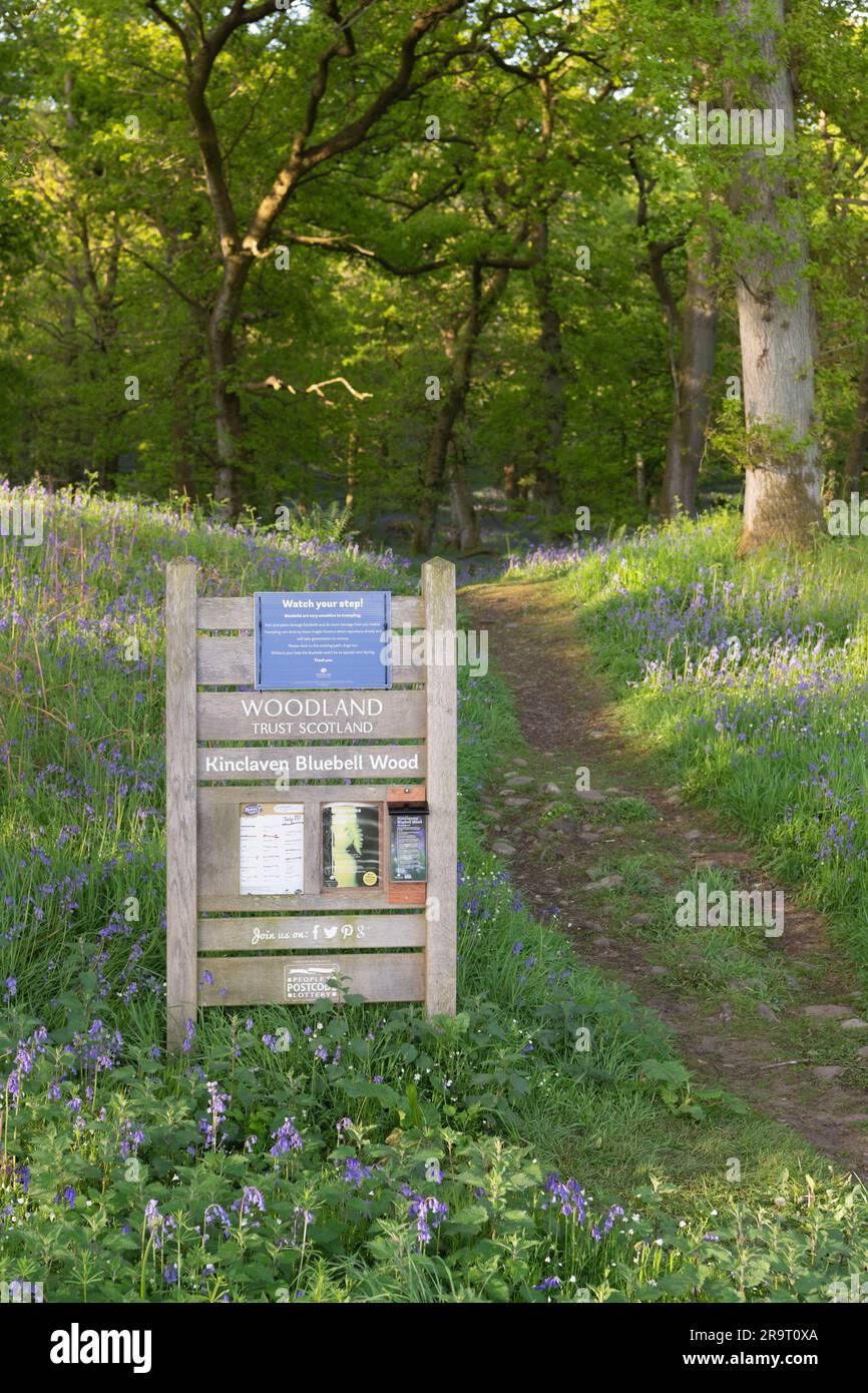 Un Information Board accanto a una pista che conduce a Kinclaven Bluebell Wood, ex Ballathie Bluebell Woods, in Spring Sunshine Foto Stock