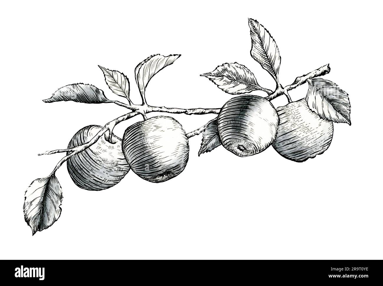 Alcune mele mature penzolano agevolmente da un ramo alberato. Illustrazione tradizionale dell'inchiostro su carta. Foto Stock