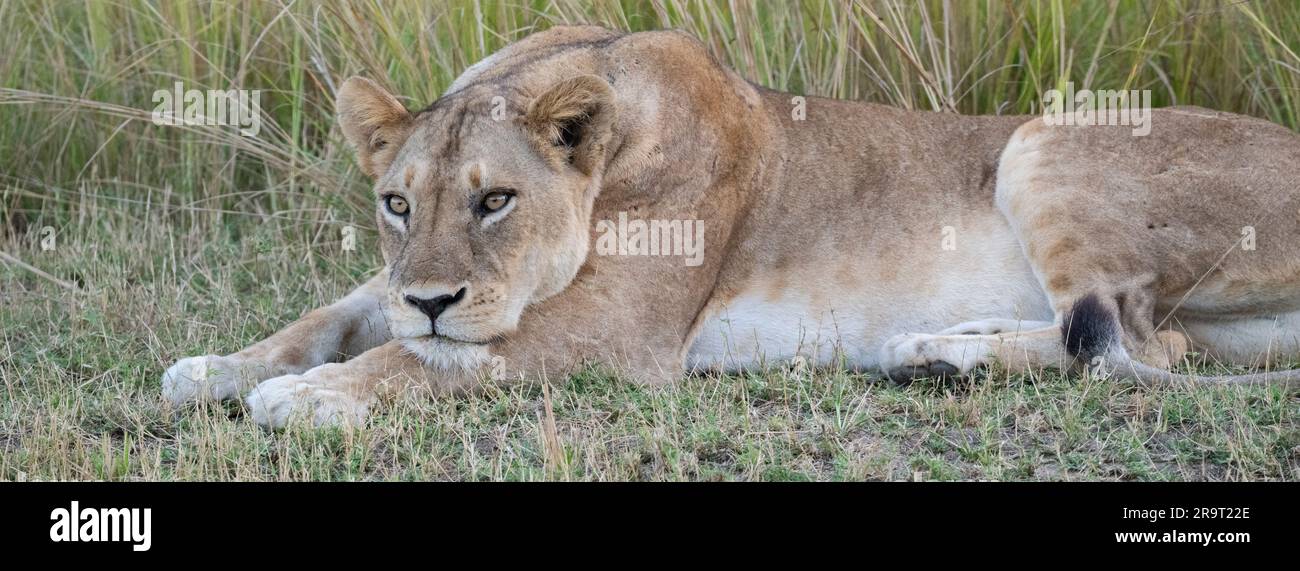 Zambia, South Luangwa NP. Lioness (SELVAGGIA: Panthera leo) nell'erba. Foto Stock