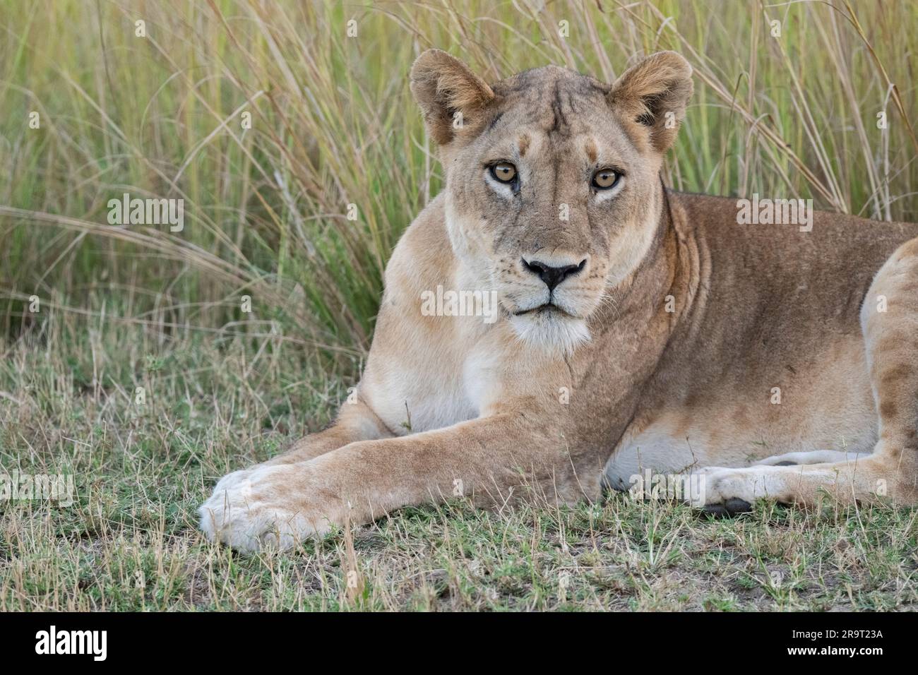 Zambia, South Luangwa NP. Leonessa (SELVAGGIA: Panthera leo) Foto Stock