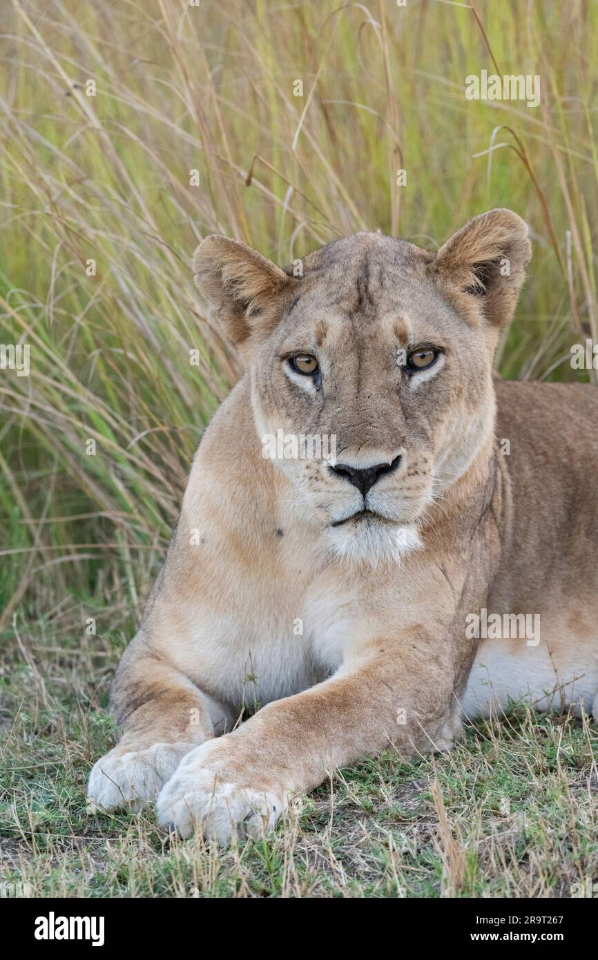 Zambia, South Luangwa NP. Leonessa (SELVAGGIA: Panthera leo) Foto Stock