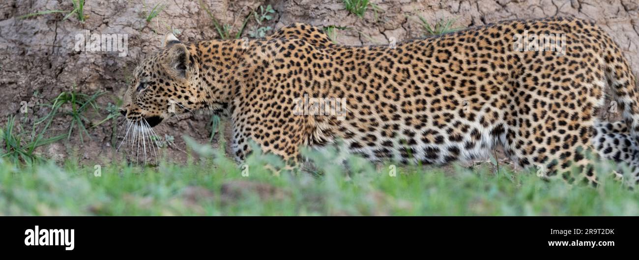 Zambia, South Luangwa National Park. Leopardo (SELVATICO: Panthera pardus pardus) Foto Stock