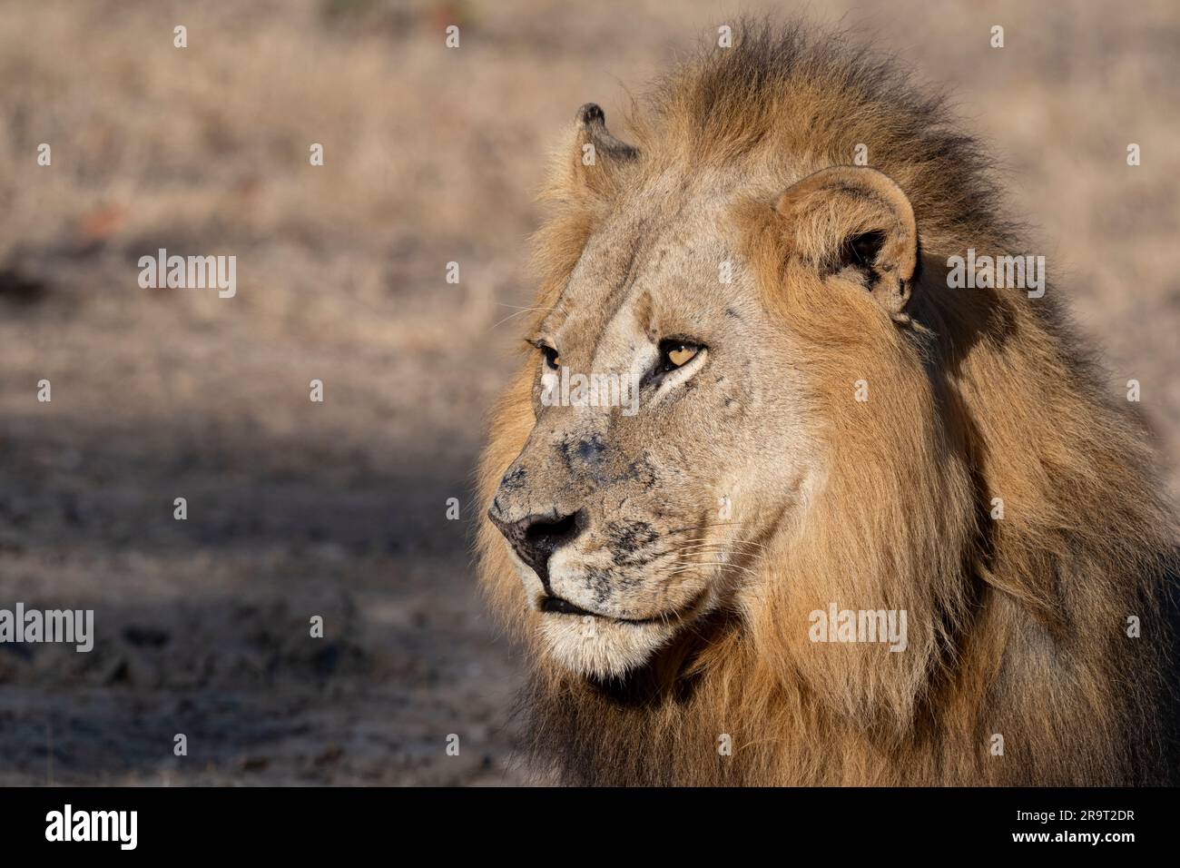 Zambia, South Luangwa NP. Leone maschio (SELVATICO: Panthera leo) Foto Stock