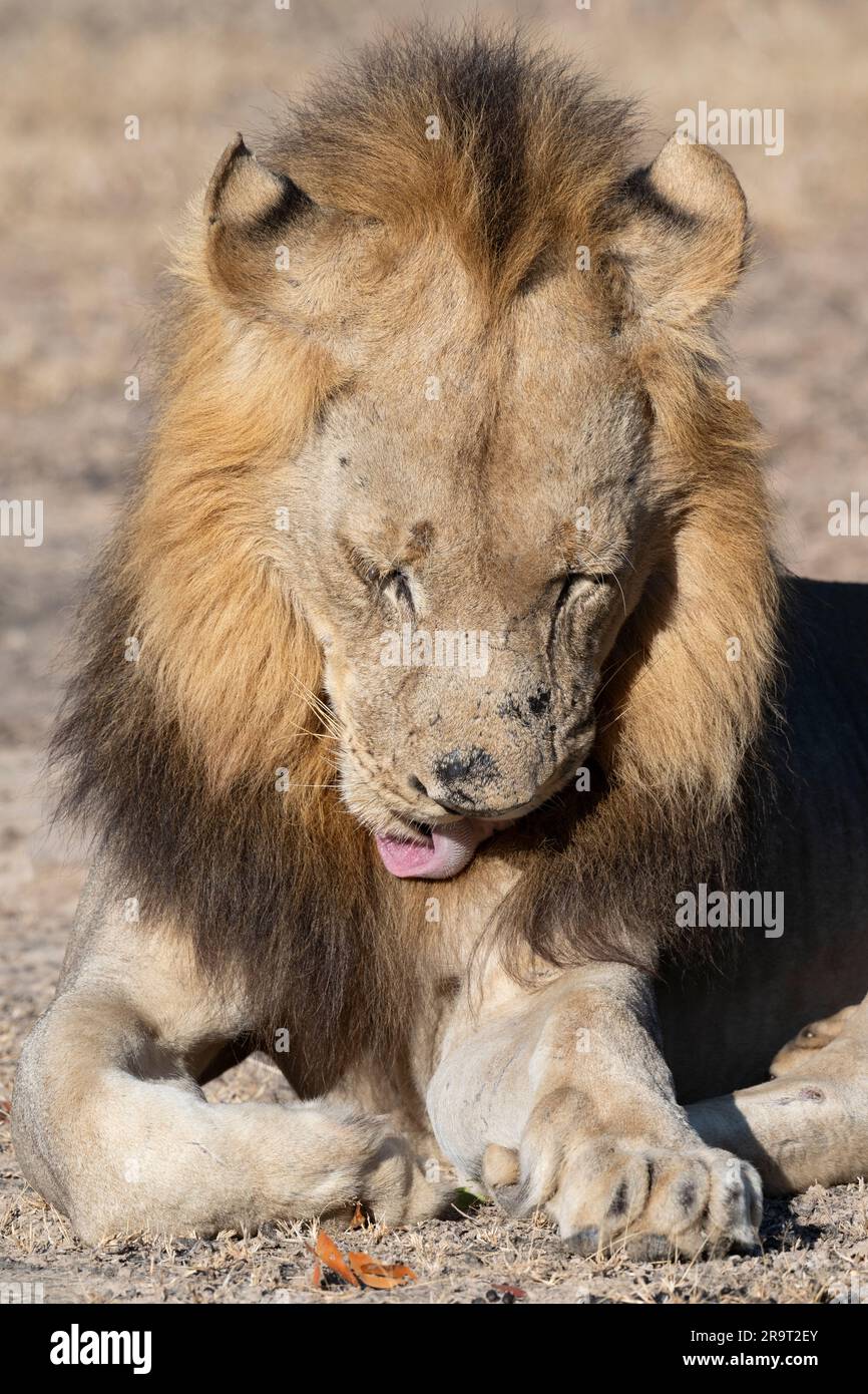 Zambia, South Luangwa NP. Leone maschile (SELVAGGIO: Panthera leo). Foto Stock